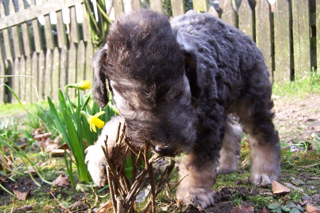 Ar-cen-ciel Arlequin 24.02 (15).JPG